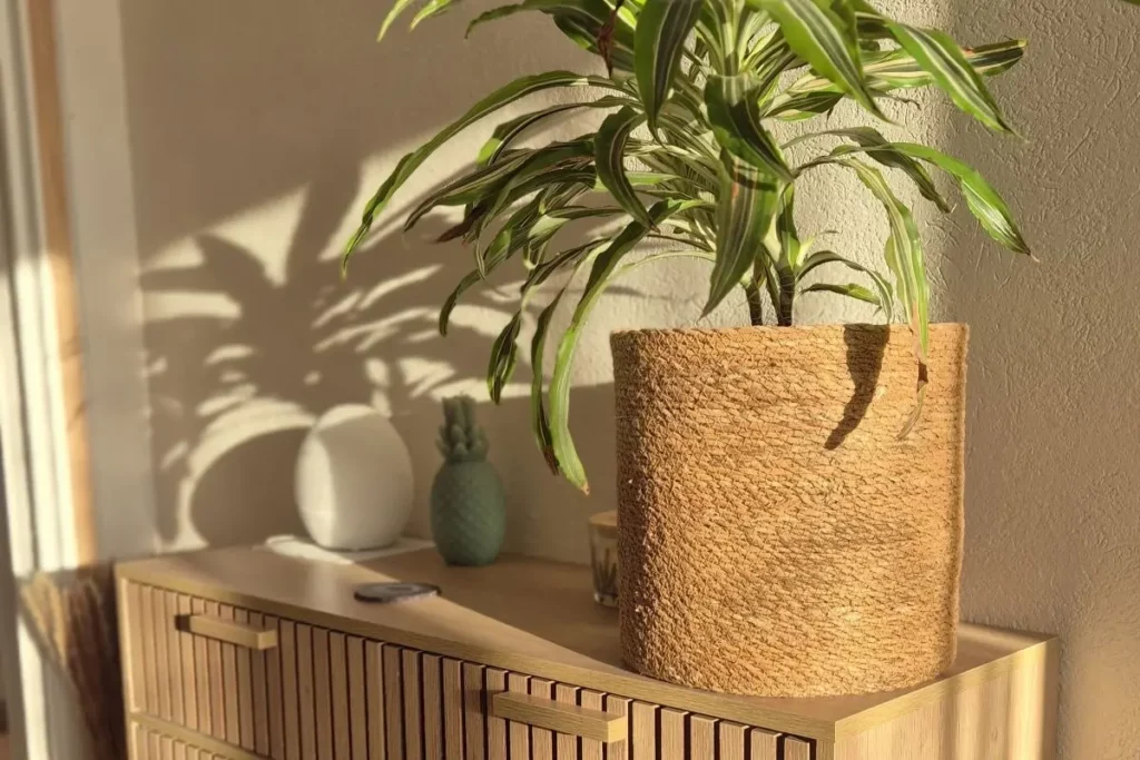 Décoration d'intérieur d'un salon avec plante, végétal, bien être à Toulon et alentours, interventions dans le Var.