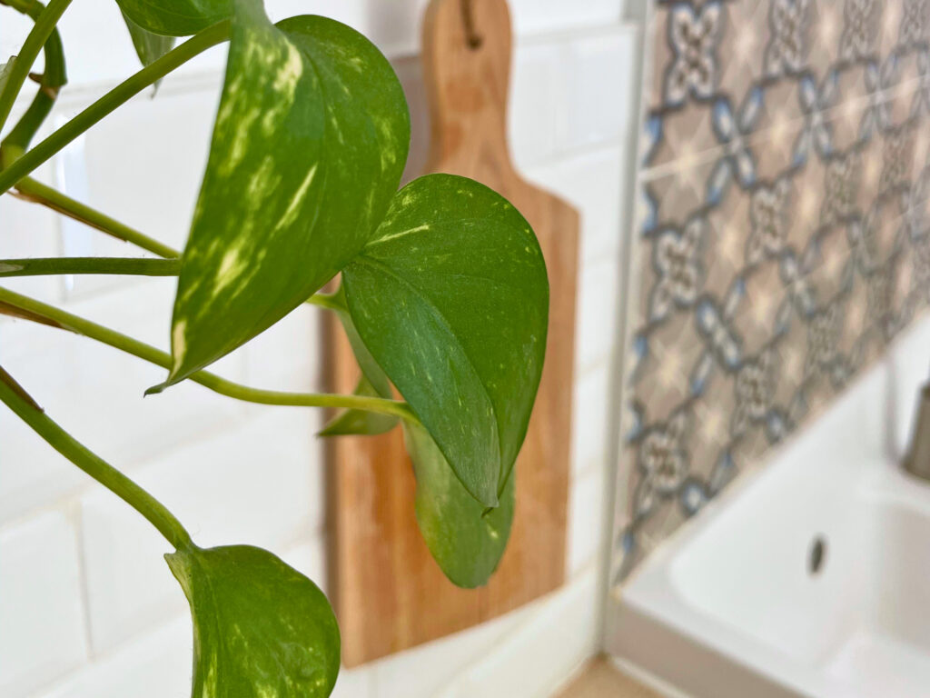 Cuisine décorée avec carreaux de ciment bleu et espace optimisé charme authentique
