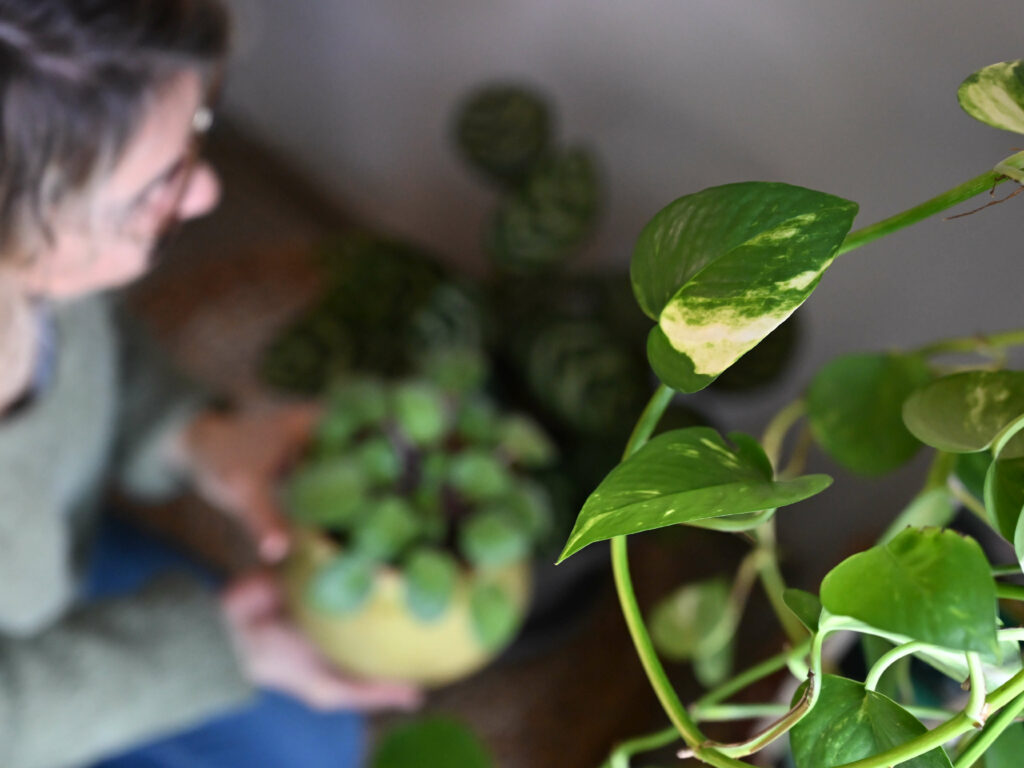 Plant Styling bien être